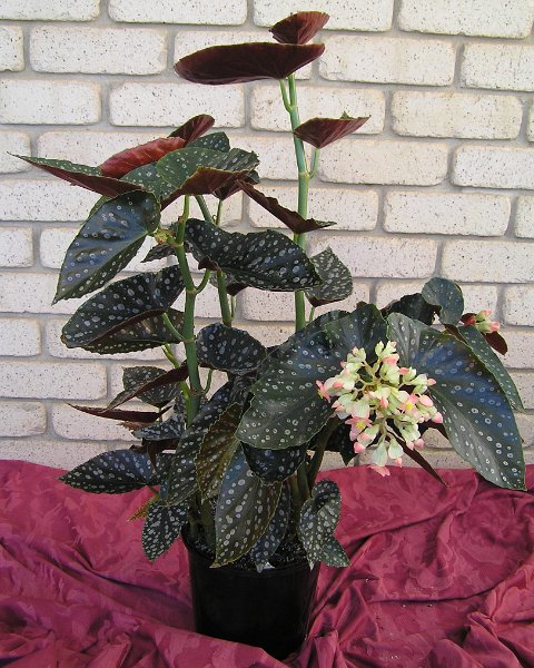 B. ‘Painted Zulu’